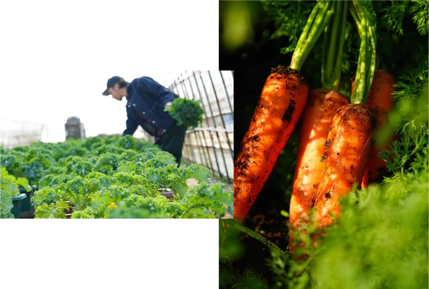 契約栽培・業務用野菜販売・商品開発など吉野農産の取り組み