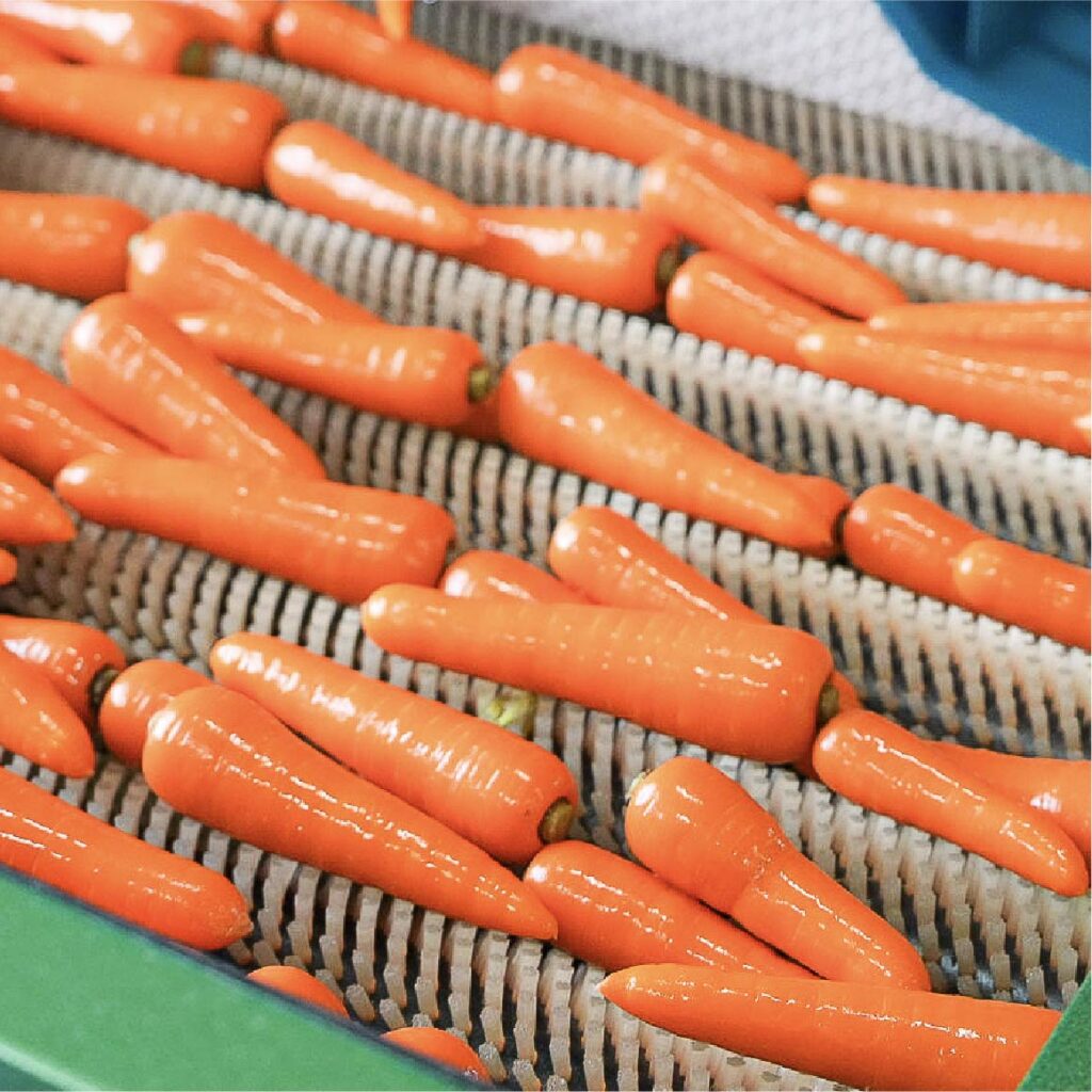 にんじん｜熊本の農家 吉野農産が育てる旬の野菜
