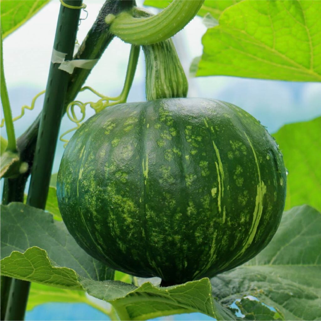 かぼちゃ｜熊本の農家 吉野農産が育てる旬の野菜